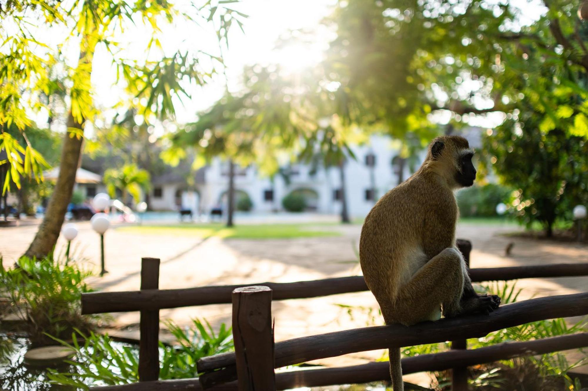 Diamonds Leisure Beach & Golf Resort Diani Beach Ngoại thất bức ảnh A vervet monkey at the Johannesburg Zoo